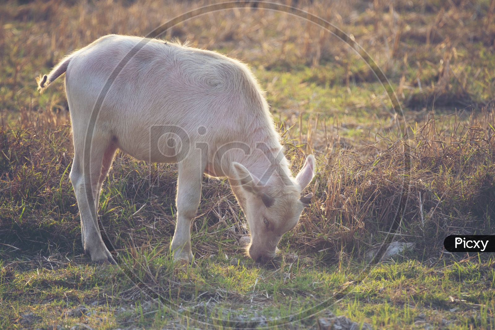 Image of Albino buffalo Or Asian water buffalo Grazing in paddy or Rice ...