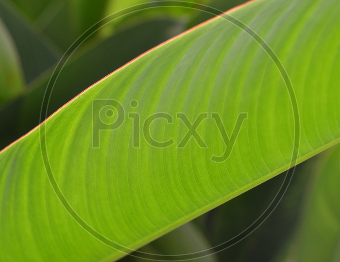 Beautiful green Banana  leaf with texture
