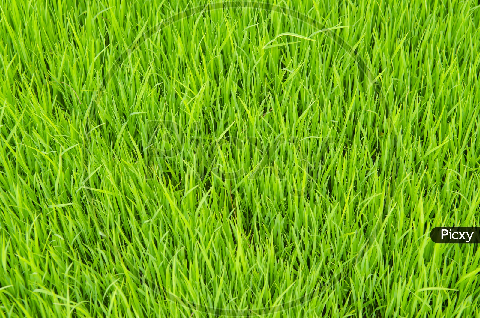 green paddy or Rice field