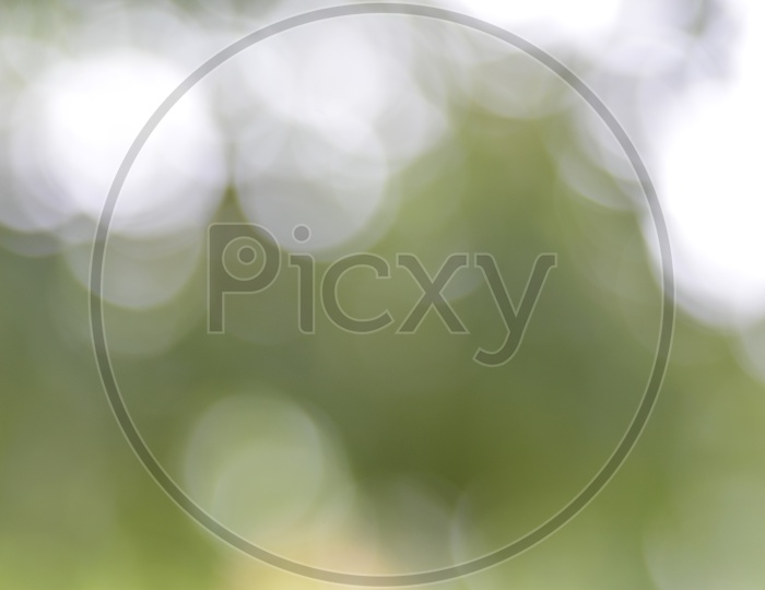 Green  Leafs Bokeh Background  With Abstract Light