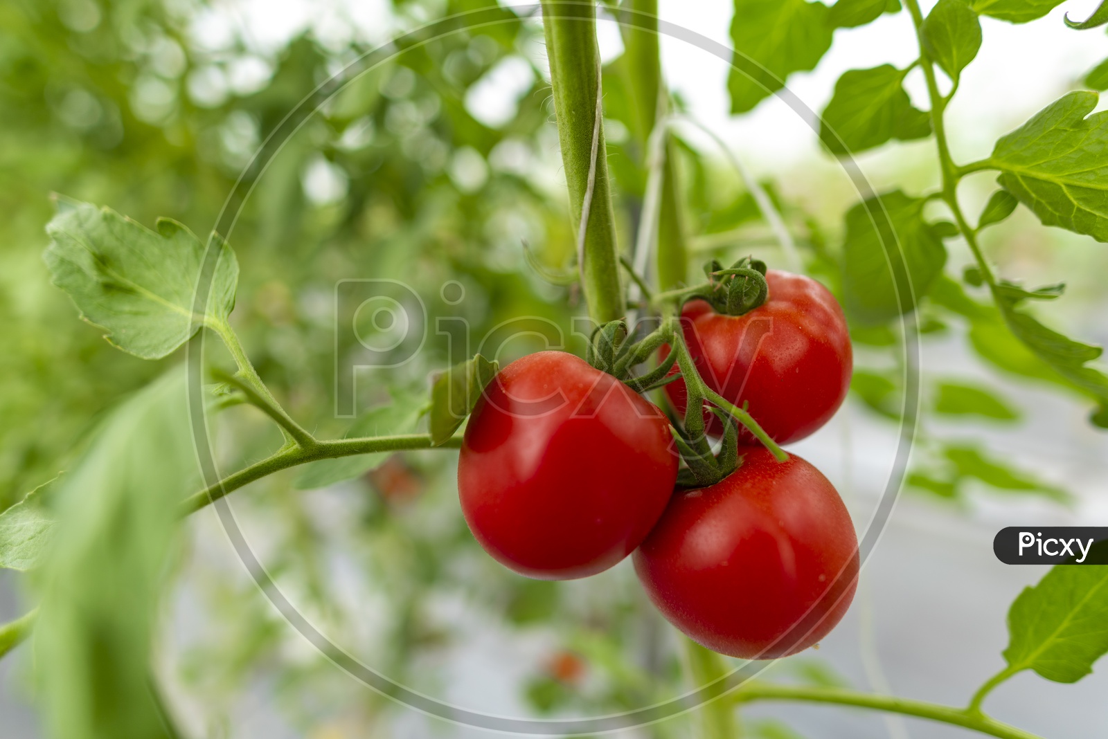 Fresh Red Tomatoes in a Farm, Thailand