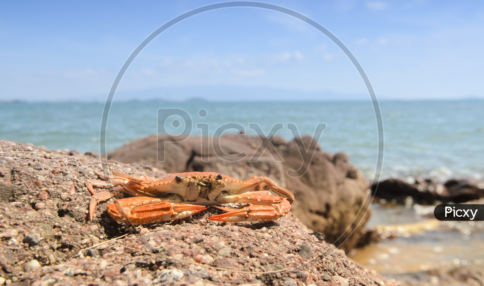 Crab On a Rock Beach And Tropical Sea With Sky Forming a Background