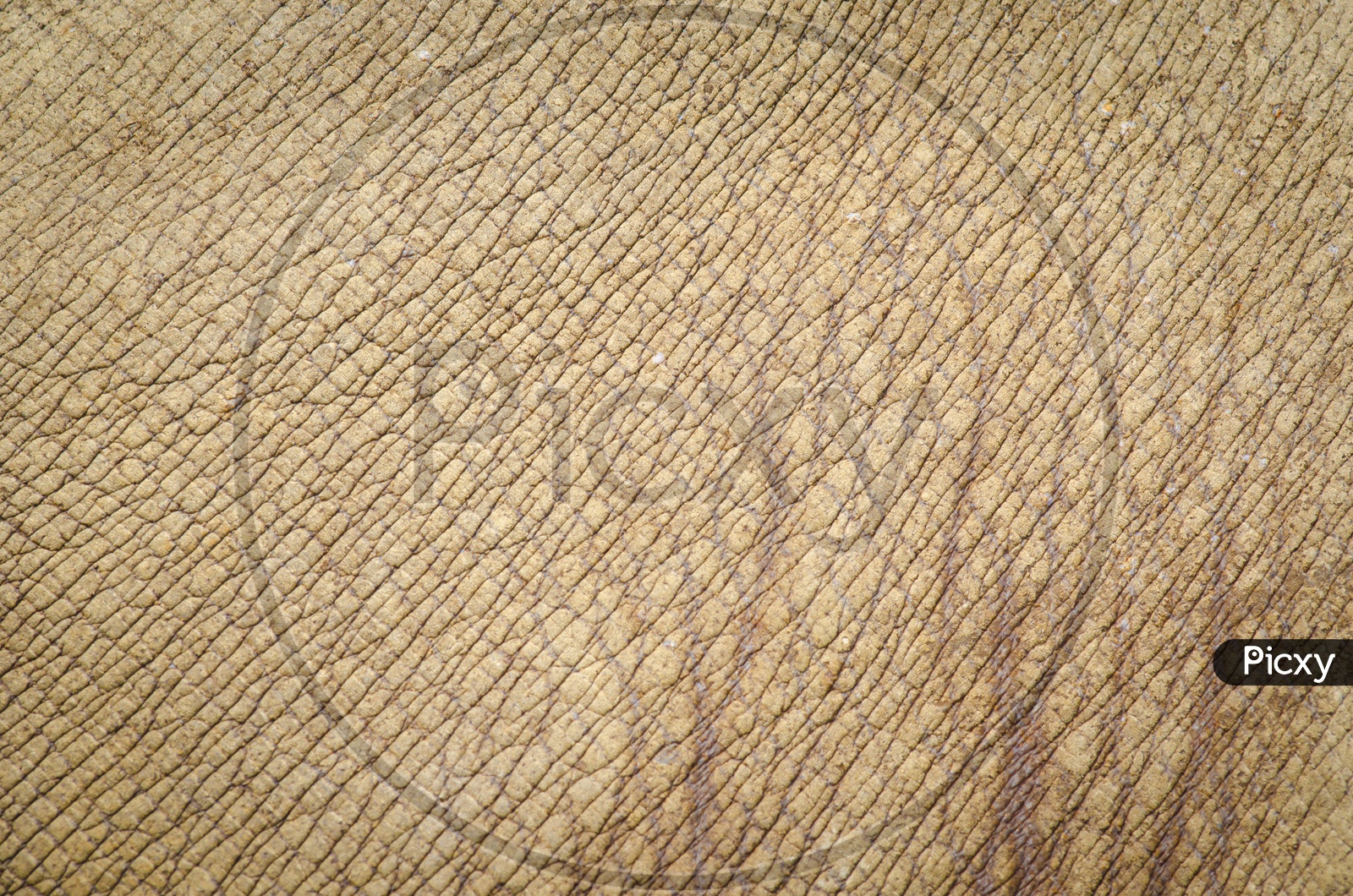Rhinoceros or Rhino Skin Textured Background