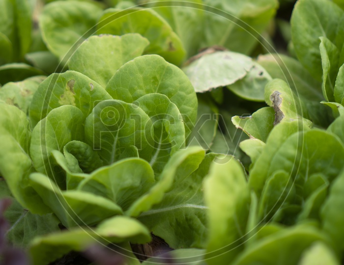 Fresh Organic Vegetable Farming In Green Houses With Fresh Plants Closeup