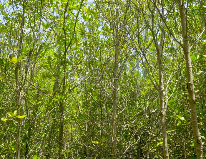 Trees In Mangrove Forest  Filled Background