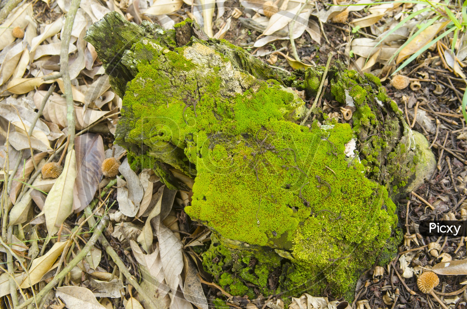 Green Algae On a Sedimentary Rock in Tropical Forest