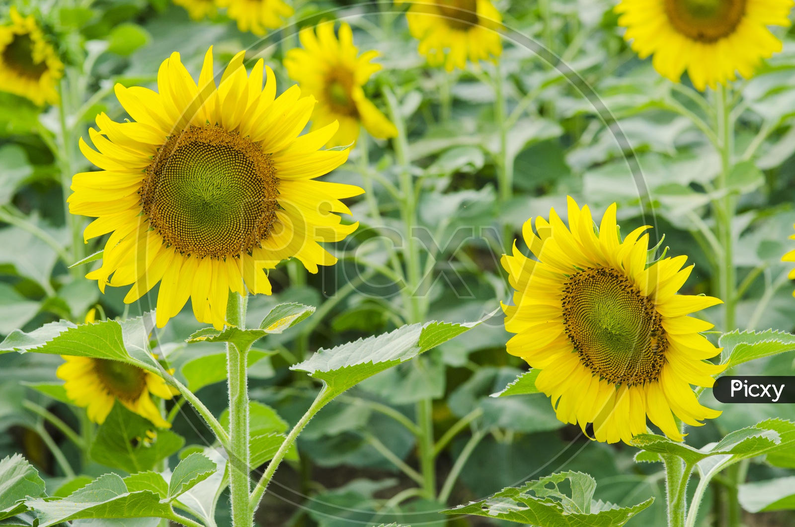 Sunflower Blooming In Harvesting  Filed Background