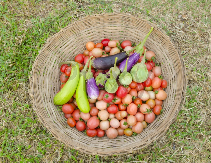 Tomatoes and Brinjal Vegetables in a Basket