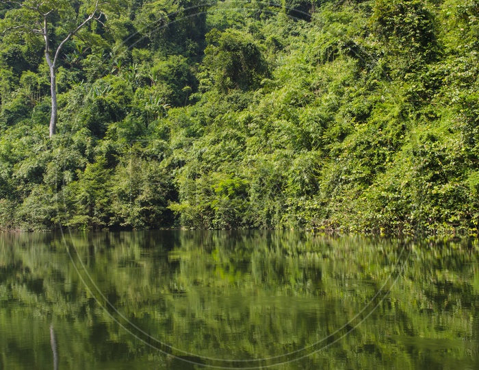 Water In a Lake With Tropical Forest