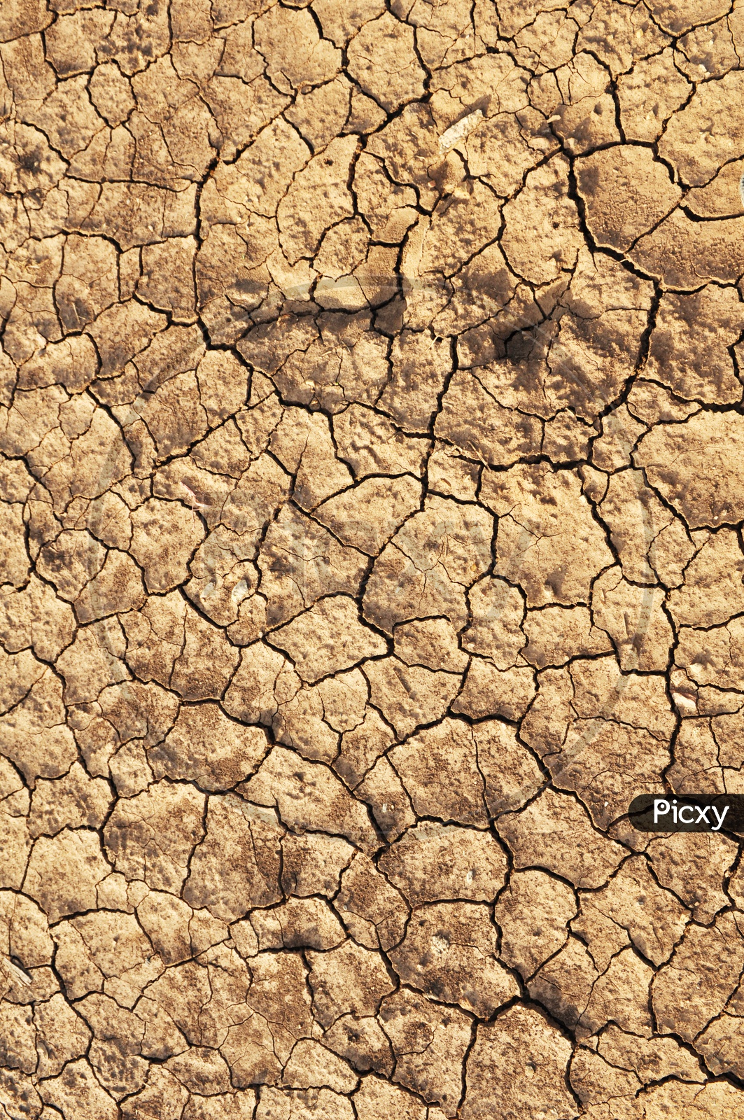 Drought Lands Or Dried Cracked Soil Closeup Forming a Background