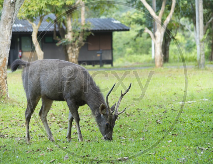 sambar deer in Khao Yai National Park, Thailand