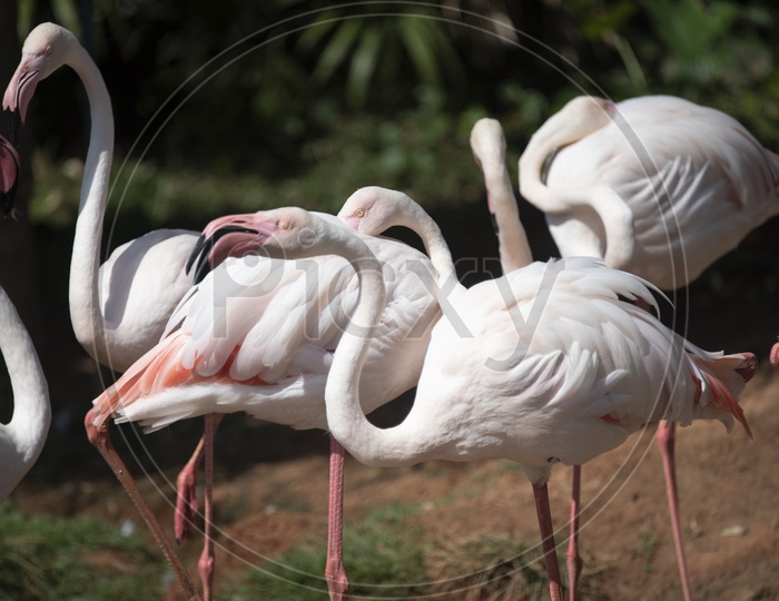 Flamingo birds family  As a Flock At a Zoo