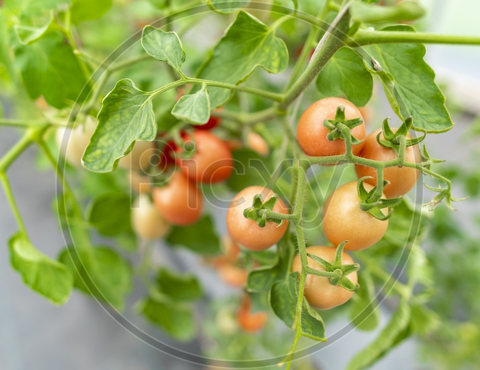 Tomatoes growing in a Greenhouse Farm, Thailand