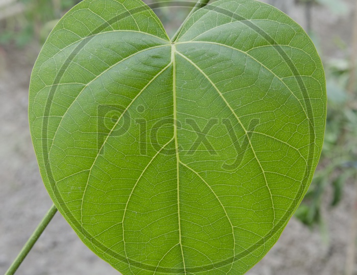 A Heart-shaped Leaf