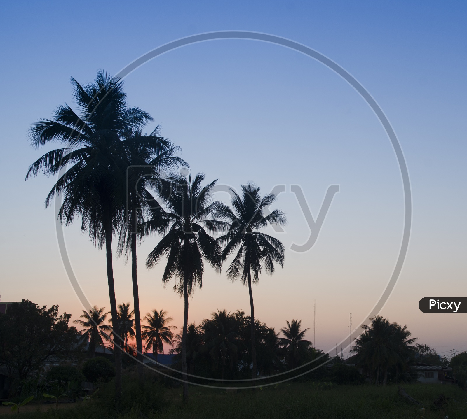Silhouette Of Coconut Trees  Over Blue hour Sky