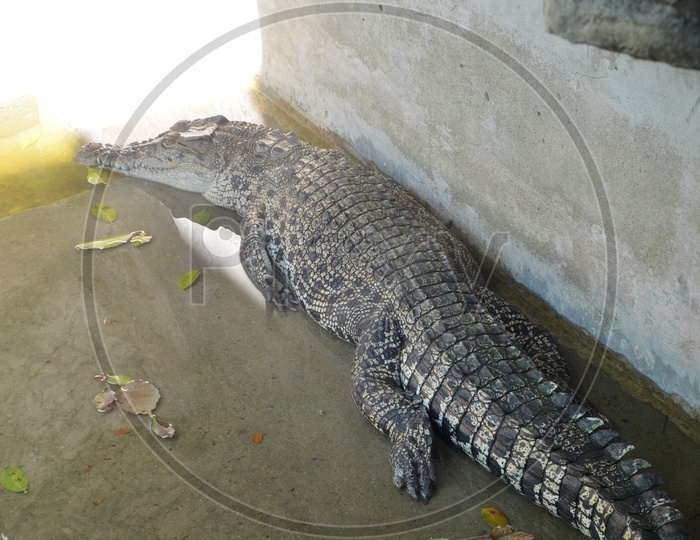Crocodile  in a Zoo