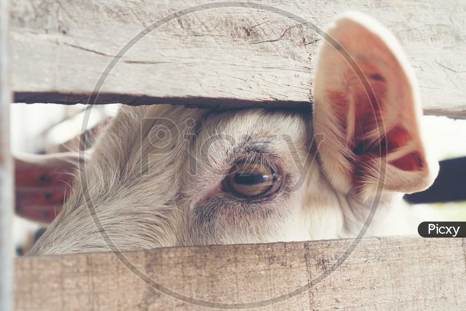 Goat Eye Closeup In a Shed At Goat Milk Organic Farm