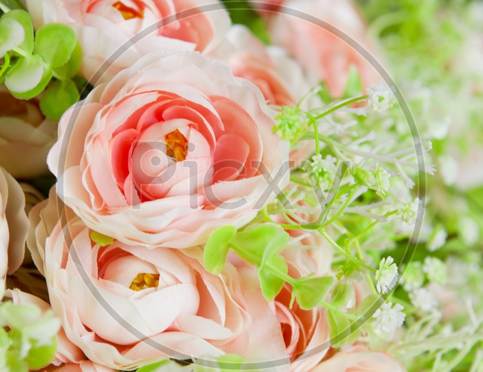 Rose Flowers Closeup Filled Background