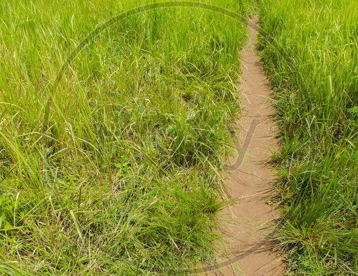 Pathway in Paddy Or Rice Fields