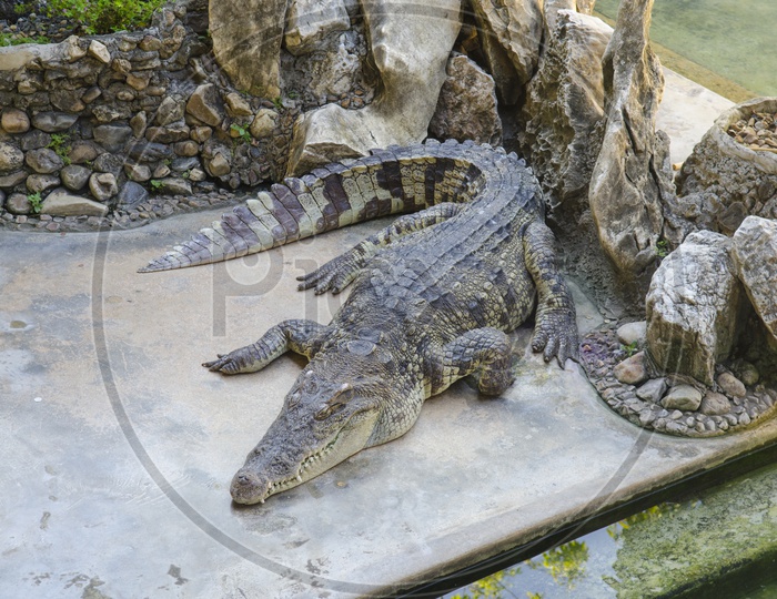Crocodiles In a Zoo