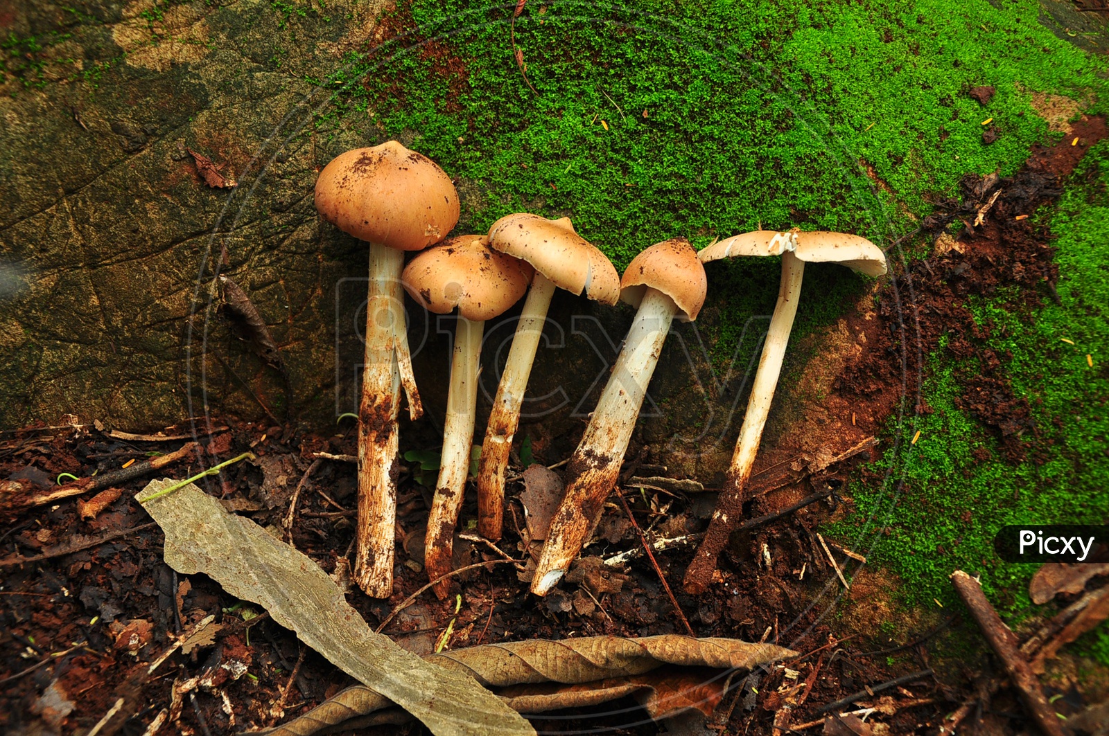 Mushrooms Growing Naturally in a Tropical Forest