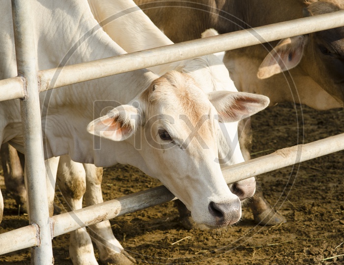 Image of cows at barn stall in farm-VS714375-Picxy