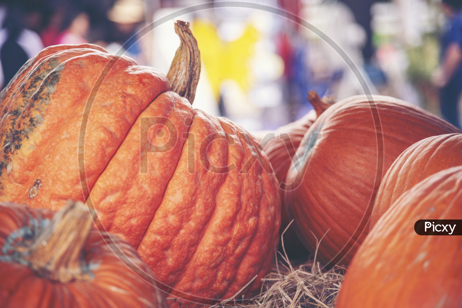 Giant pumpkin Filled Background For Halloween