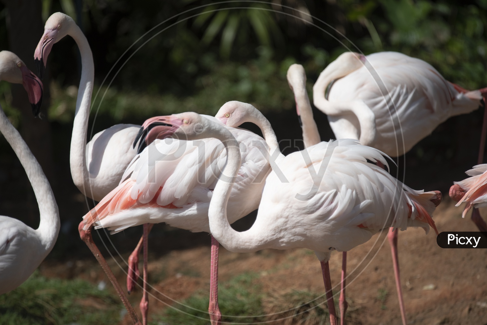 Flamingo birds family  As a Flock At a Zoo