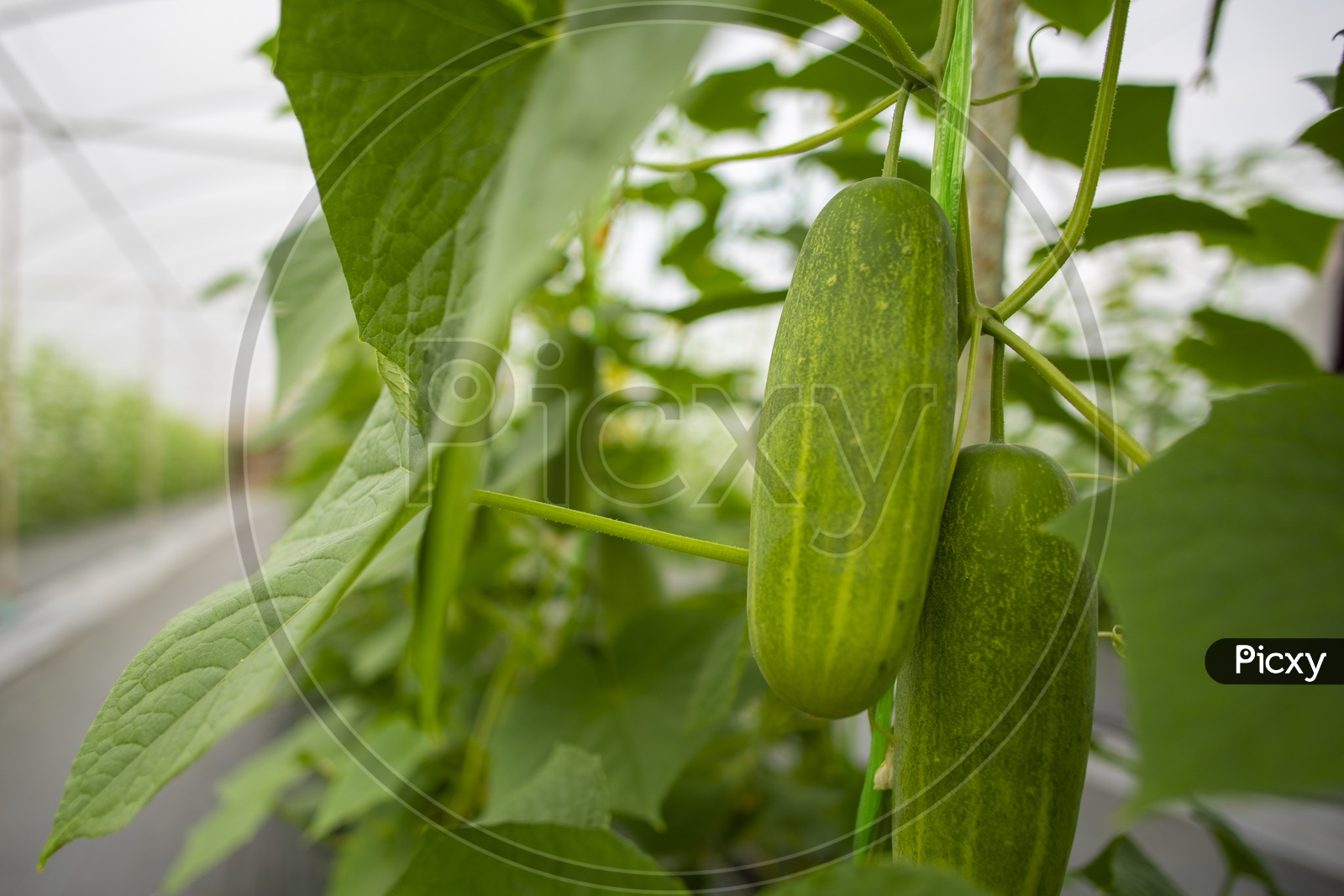 Green Fresh Cucumber Growing In Plant