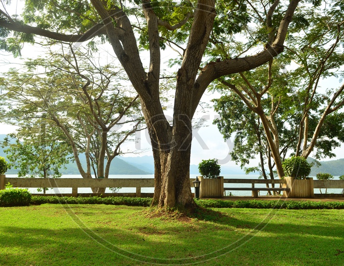 Lawn in a botanical garden in Asia with an old tree