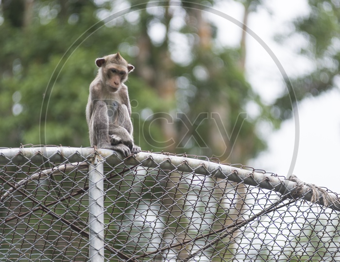 Young Monkey Or Macaque  In a Cage