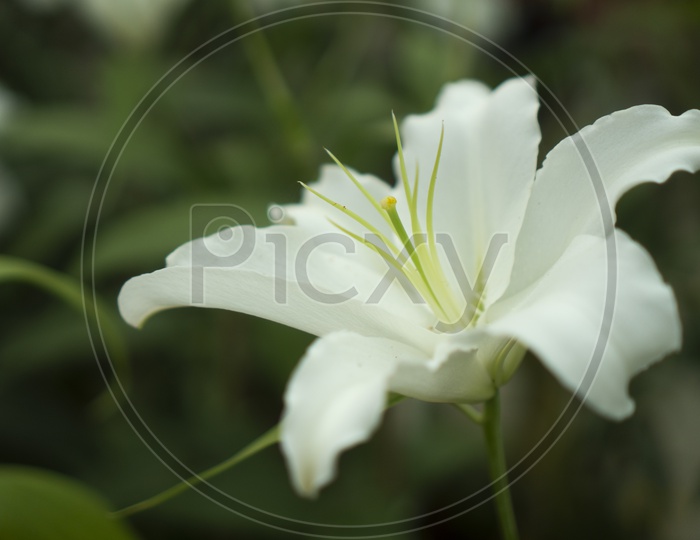 White lily Flower Closeup