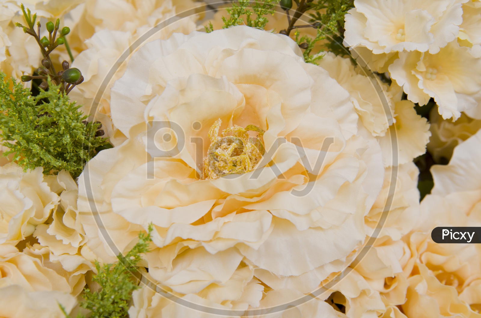 Beautiful  Flowers Closeup Filled Backgrounds
