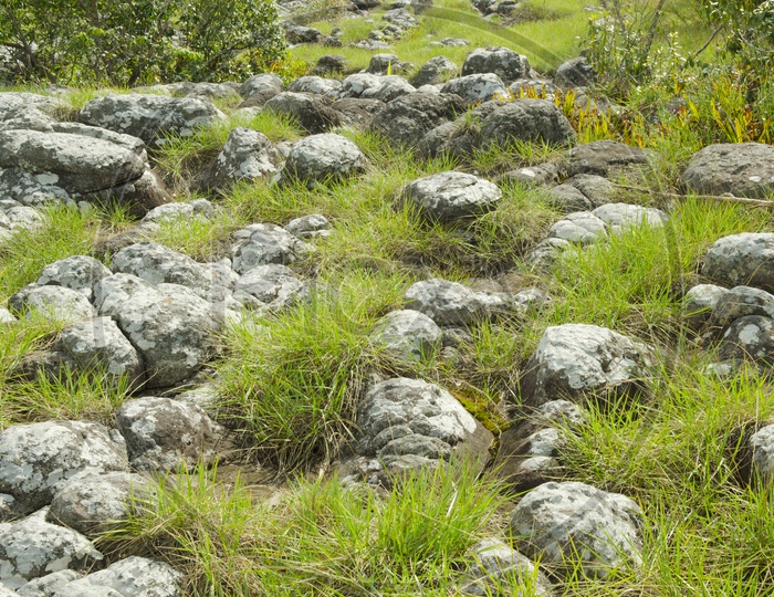 beautiful green forest With Stones or rocks