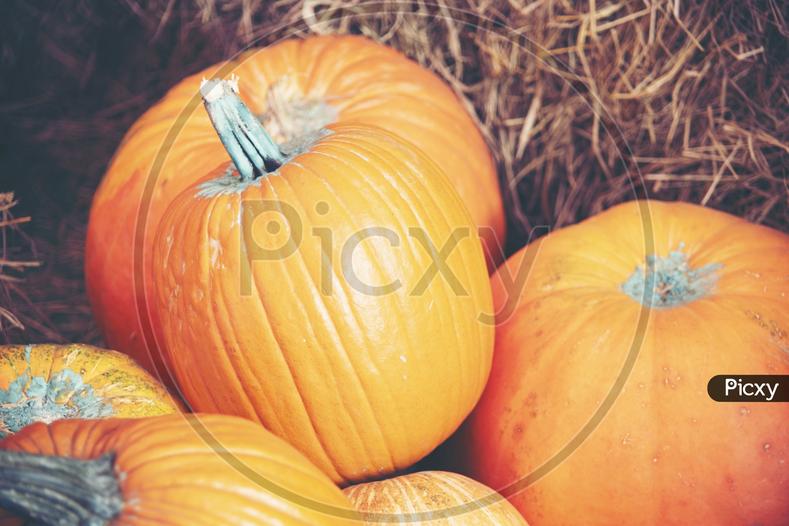 Giant Pumpkin Filled Backgrounds For Halloween