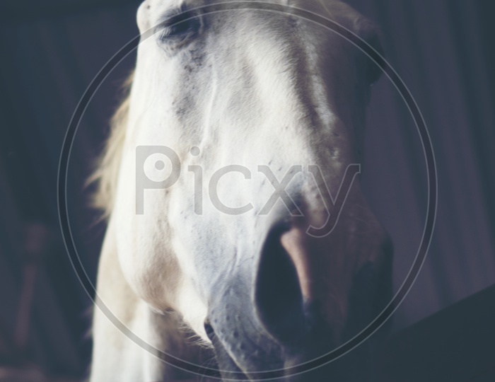 A portrait of white horse in Farm