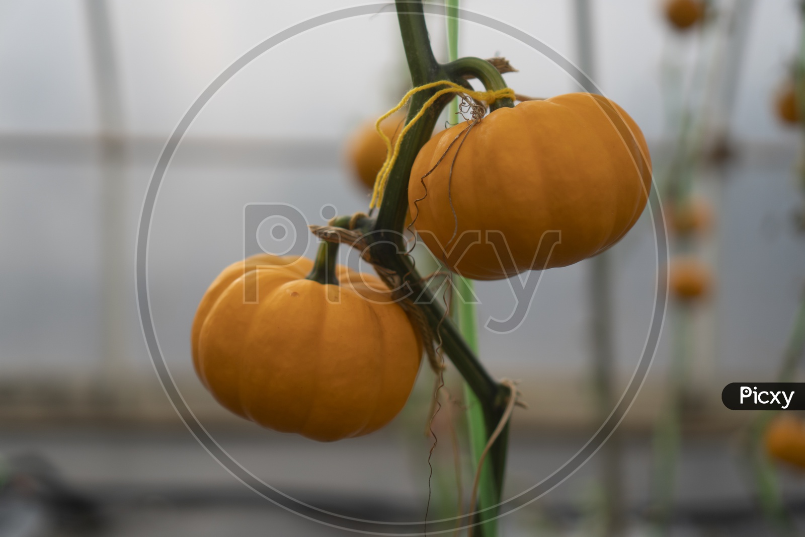 Pumpkins growing in Greenhouse Farm at Thailand