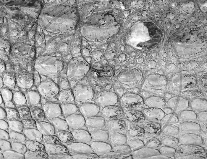 Crocodile skin texture background, Black and white