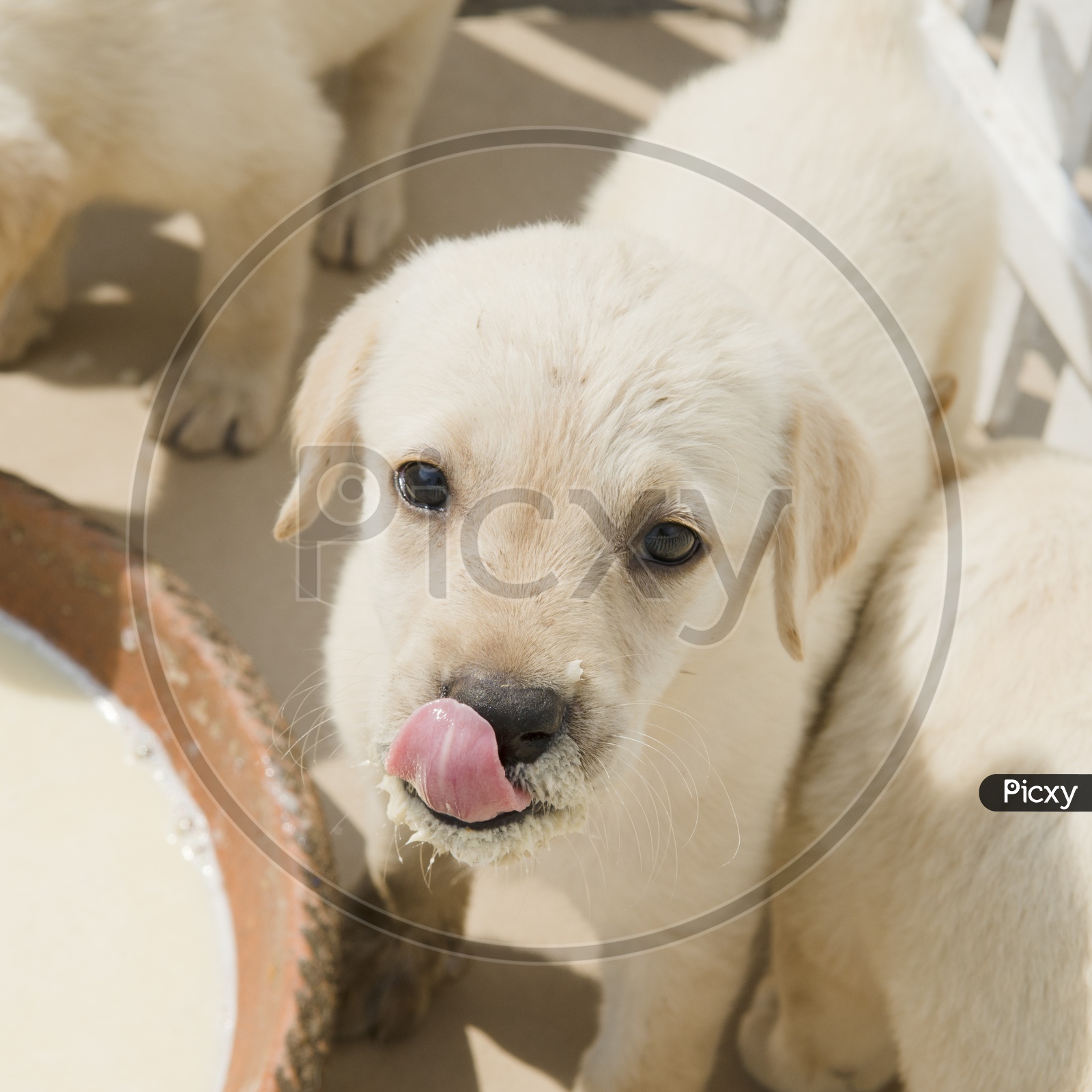 Golden retriever puppy dog