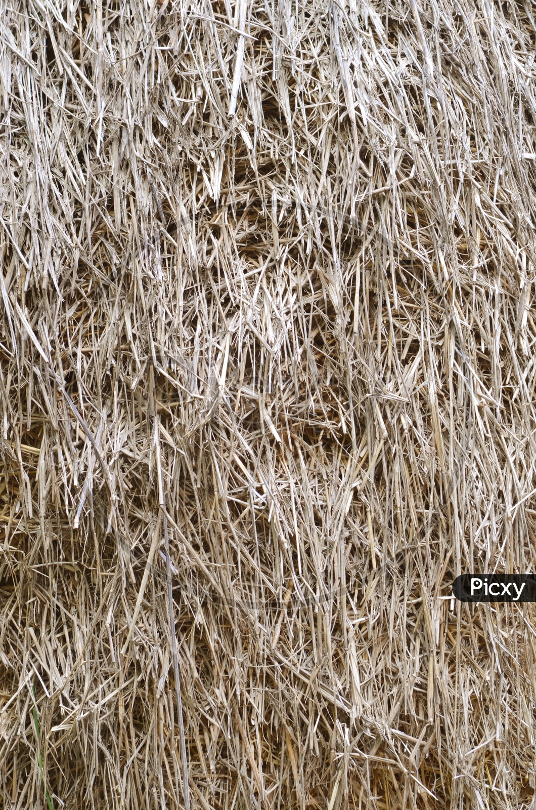 dried Straw texture background