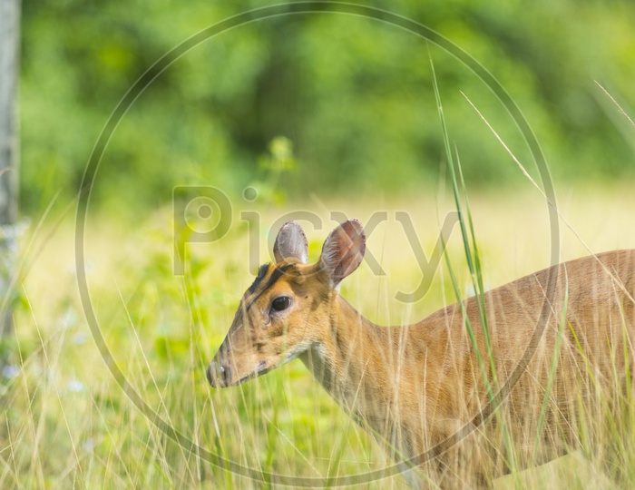 Barking Deer Or Muntjac In Khao Yai National Park