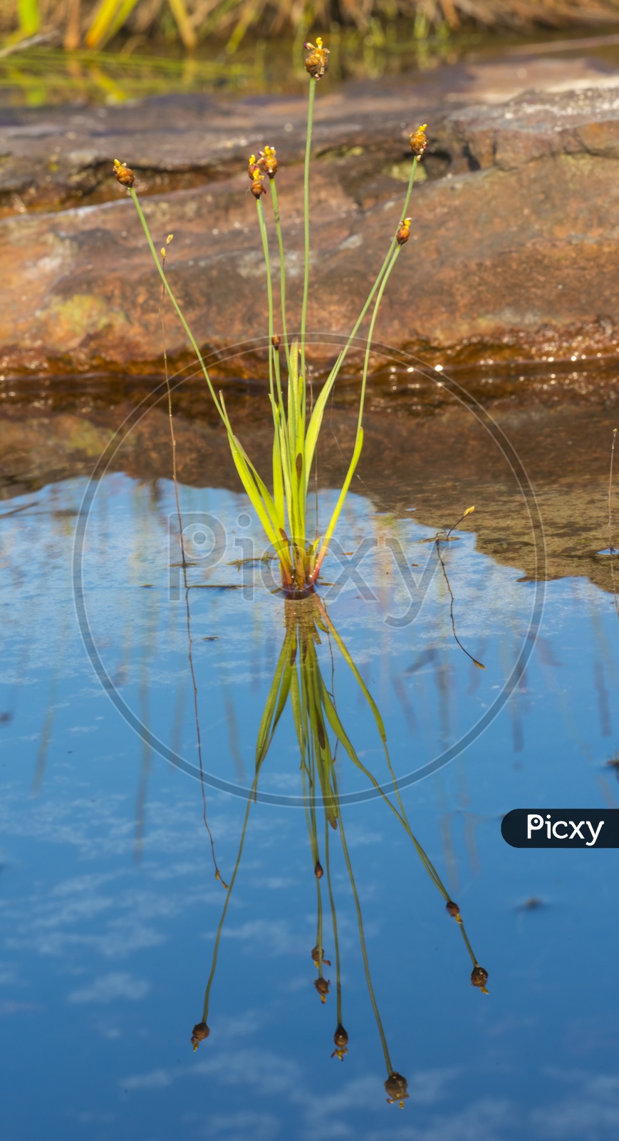 flower grass reflection on water