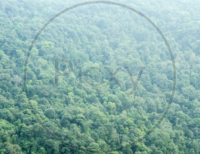 Forest seamless patterns With Green Trees
