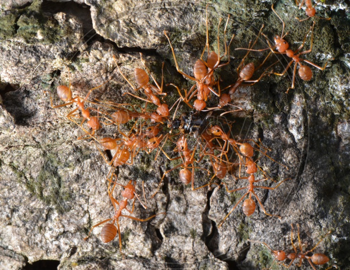 Red Ants As a  Group  On Tree Bark   Moving Food To Their Location , Team Work Concept
