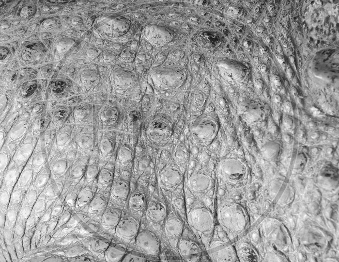 Crocodile skin texture background, Black and white