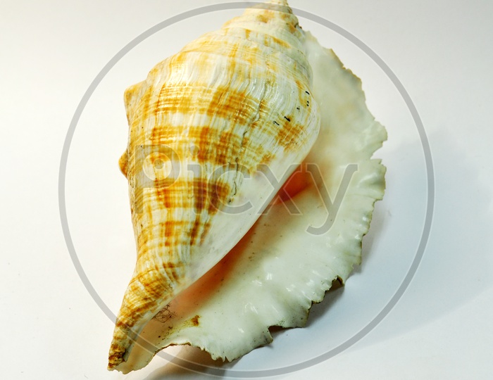 Murex shell Or Sea Shell On Isolated White Background