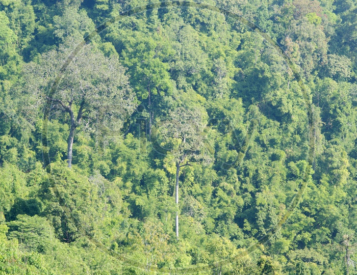 Trees In an Tropical Forest  Forming a Background