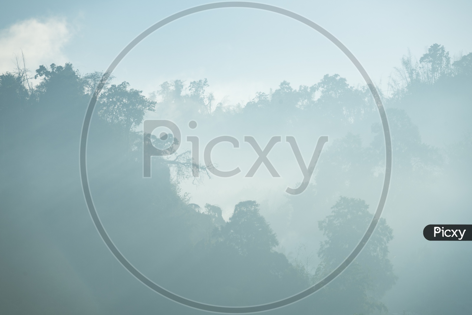 Heavy mist during morning in the Thai forest