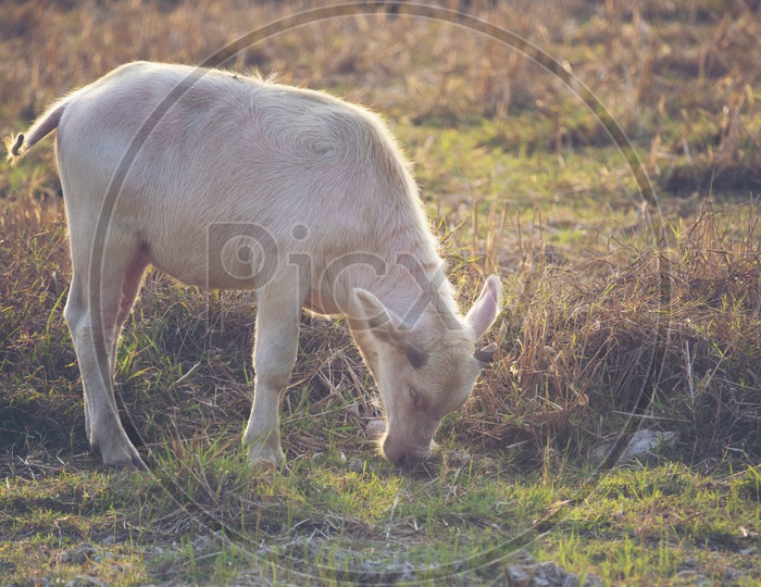 Albino buffalo Or  Asian water buffalo  Grazing  in paddy  or Rice fields