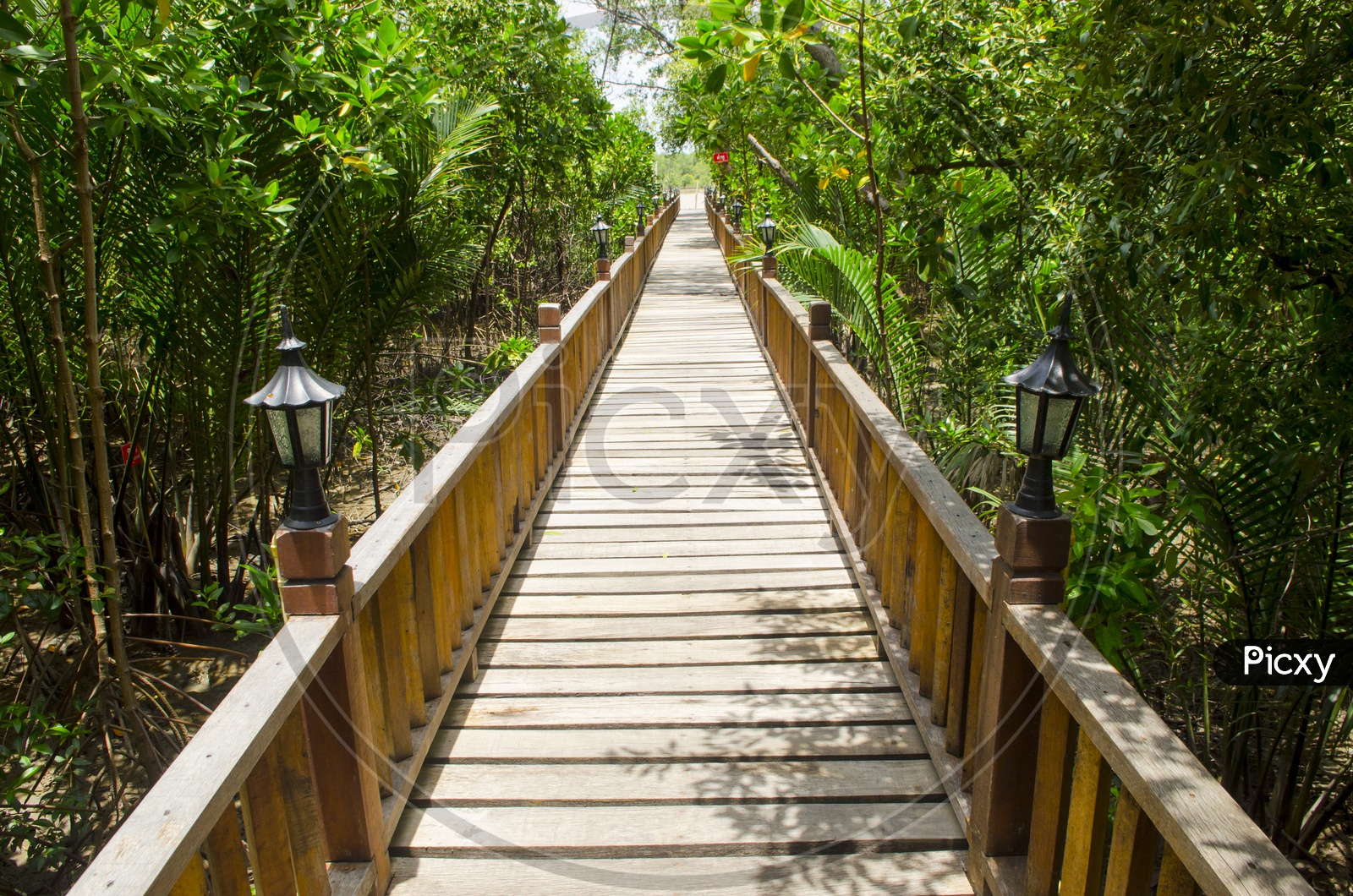 Wooden Bridge In Mangrove Forest